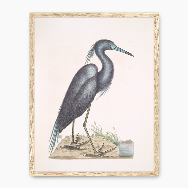 Muted Crane in Shades of Blue and Gray - Sage and Rose Prints