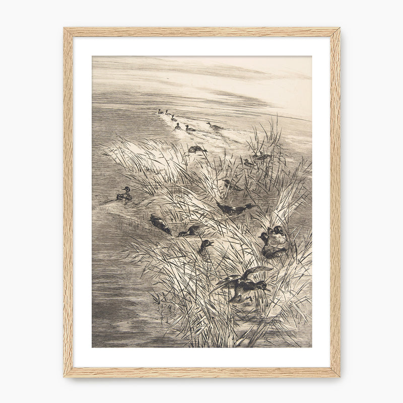 Vintage Ducks in the Grass Sketch C - Sage and Rose Prints