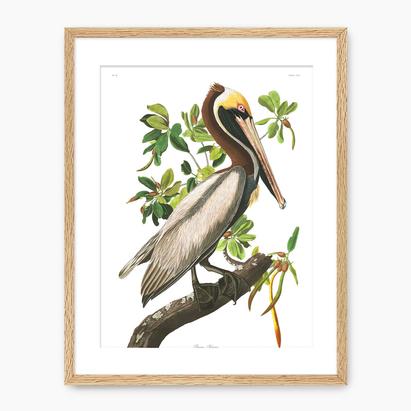 Brown Pelican Audubon Print - Sage and Rose Prints