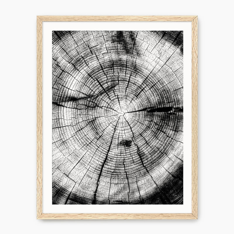 Black and White Tree Rings Photo - Sage and Rose Prints