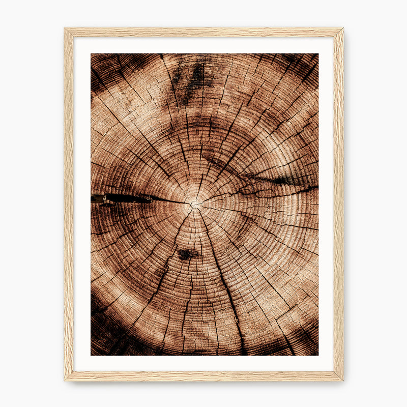 Geometric Tree Rings Photo - Sage and Rose Prints
