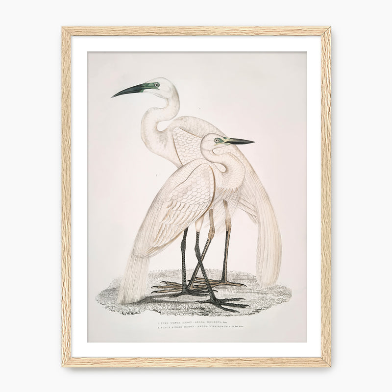Vintage White Cranes Illustration Print - Sage and Rose Prints