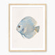 Sky Blue Coastal Fish Swimming Left