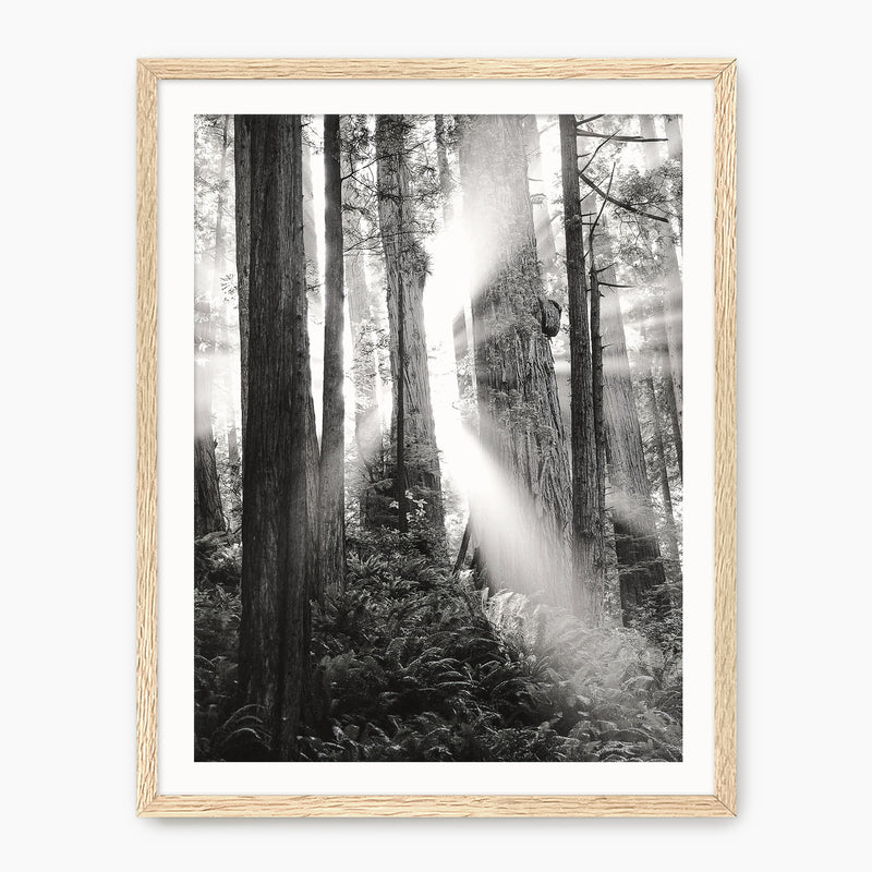 Light in the Trees Black and White Photo - Sage and Rose Prints