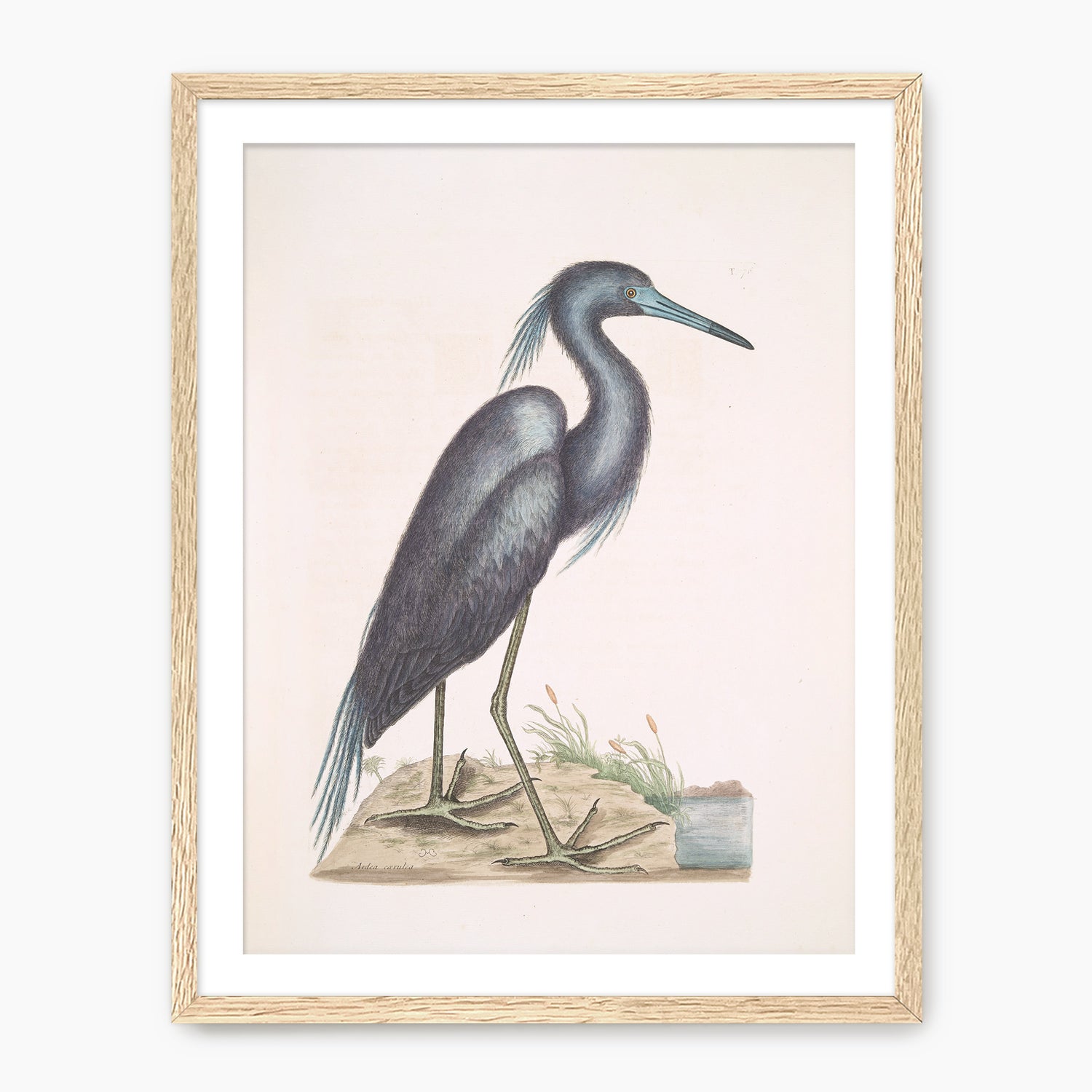 Muted Crane in Shades of Blue and Gray - Sage and Rose Prints