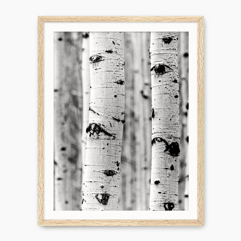 Silver Aspen in Black and White - Sage and Rose Prints