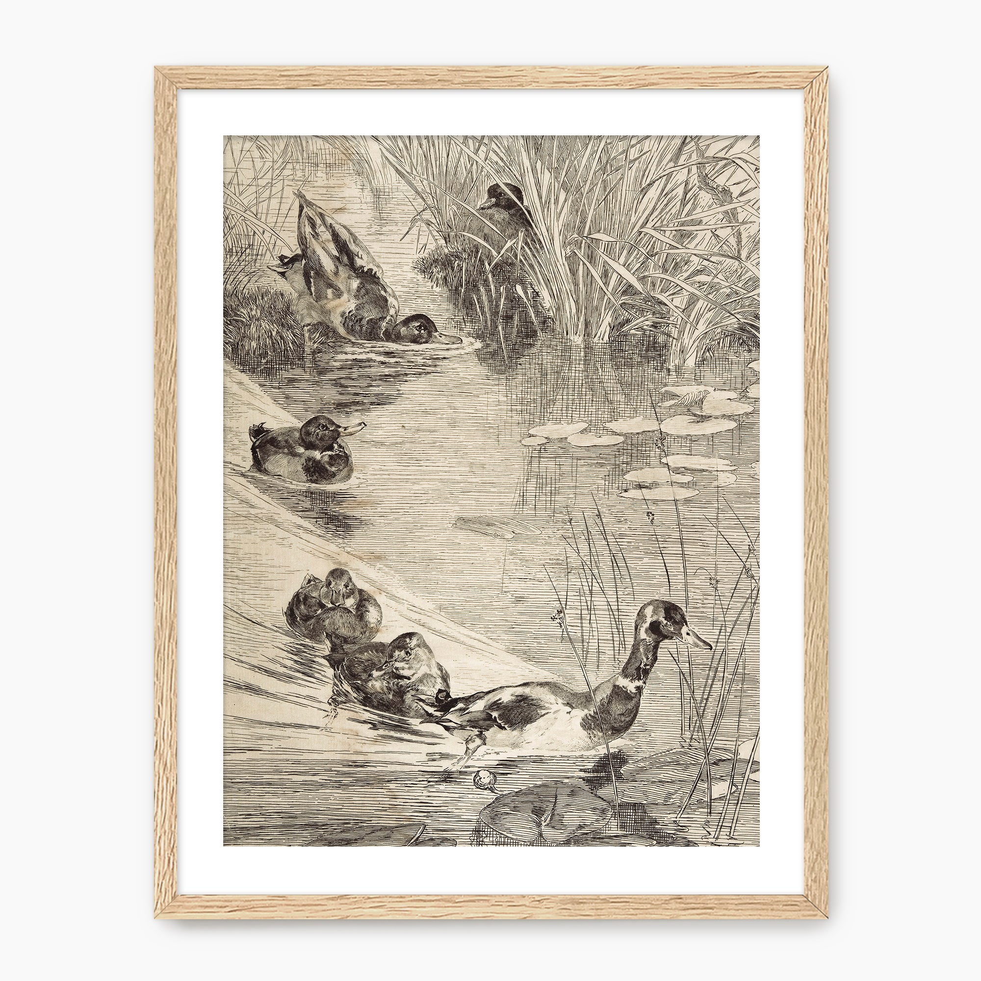Vintage Ducks on the Pond Sketch - Sage and Rose Prints