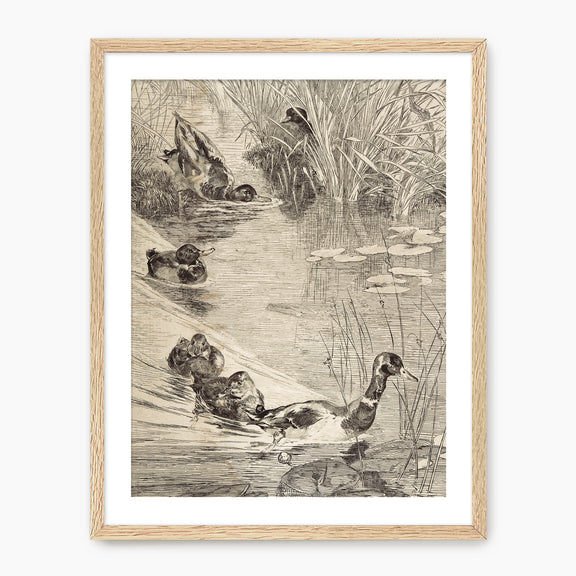 Vintage Ducks on the Pond Sketch - Sage and Rose Prints