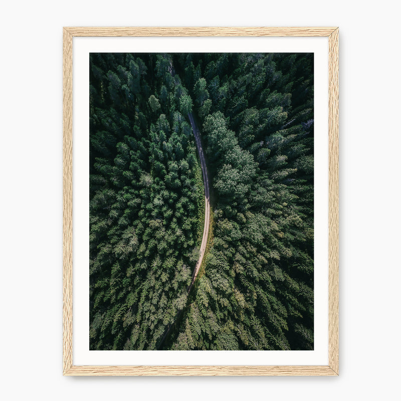 Evergreen Forest Canopy Photograph - Sage and Rose Prints