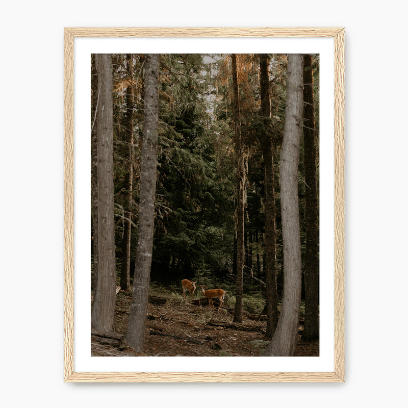 In the Woods - Sage and Rose Prints