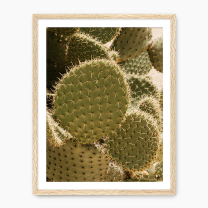 Spiked In the Sunlight - Sage and Rose Prints