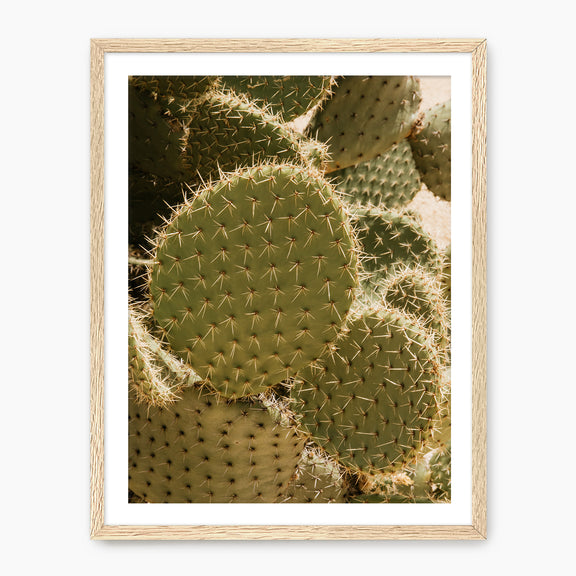 Spiked In the Sunlight - Sage and Rose Prints