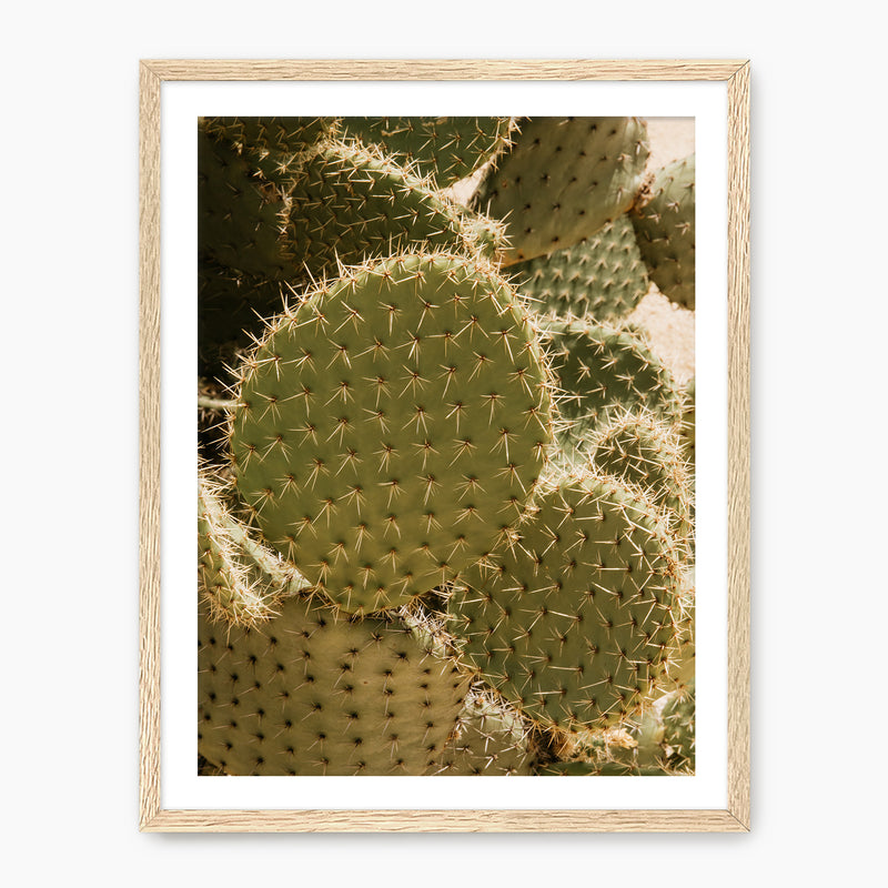 Spiked In the Sunlight - Sage and Rose Prints