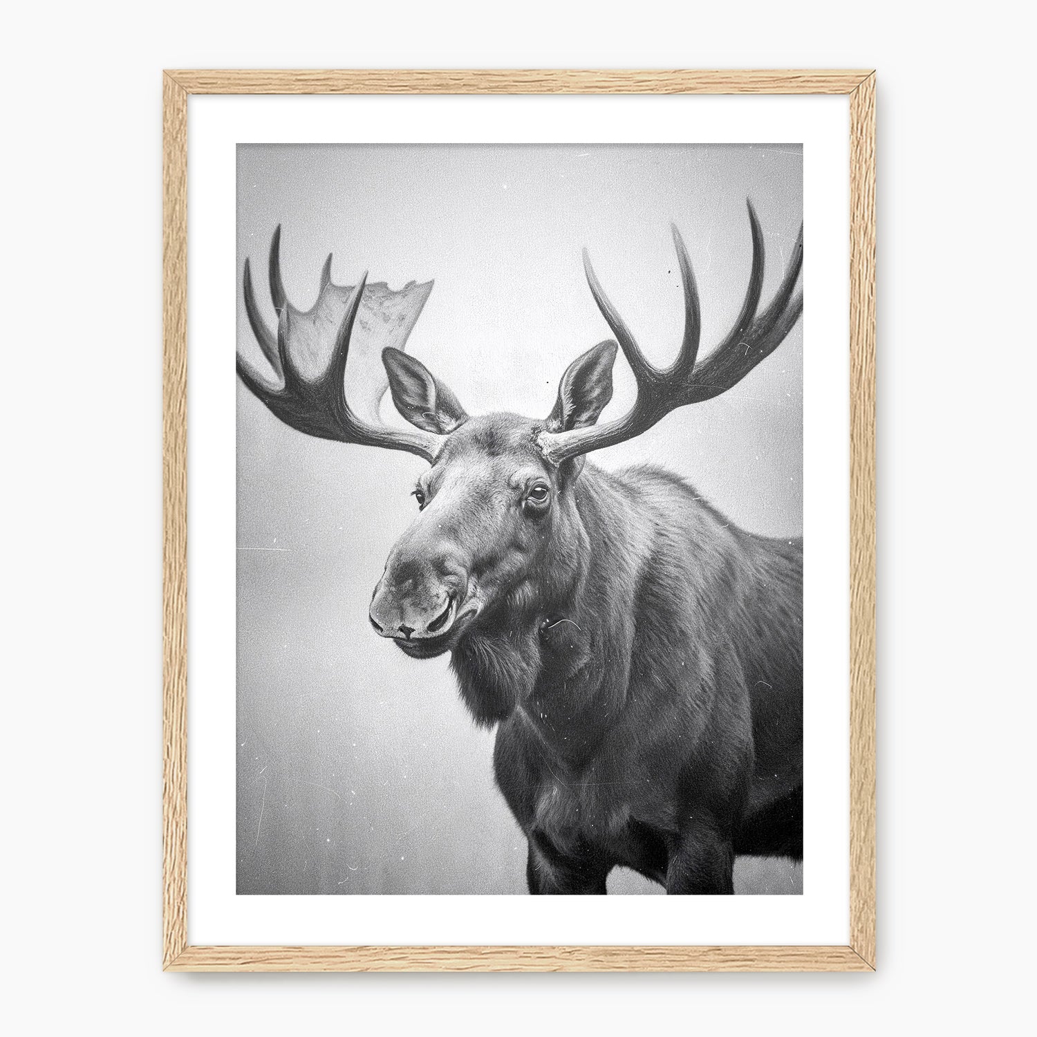 Black and White Moose Photograph - Sage and Rose Prints