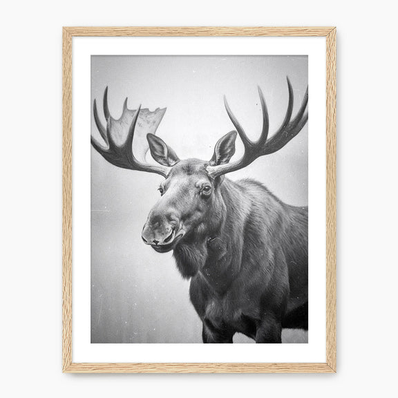 Black and White Moose Photograph - Sage and Rose Prints