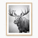 Black and White Moose Photograph - Sage and Rose Prints