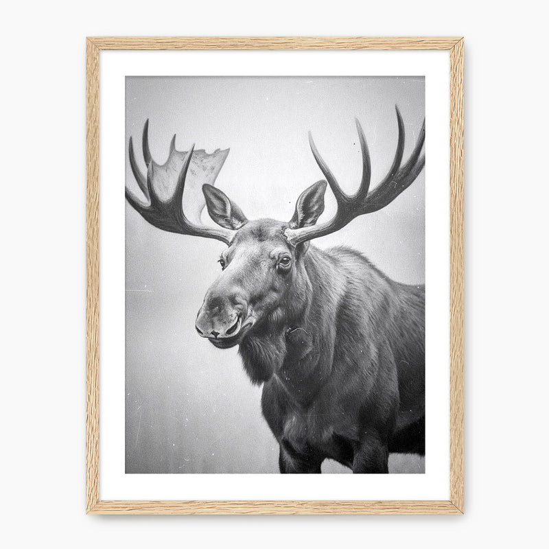 Black and White Moose Photograph - Sage and Rose Prints