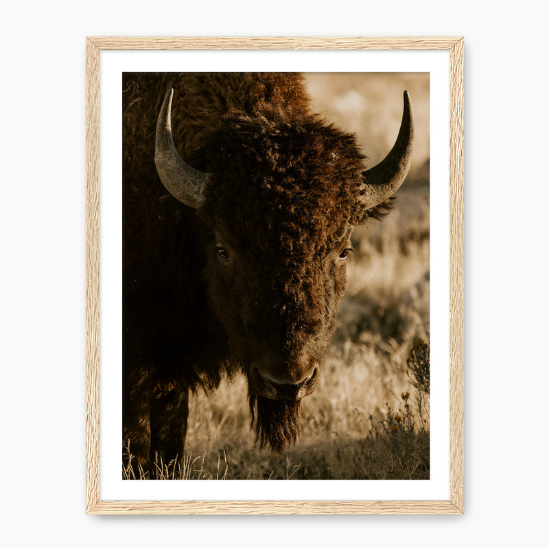 Antelope Island Bison - Sage and Rose Prints