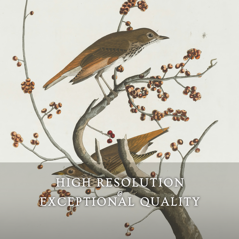 Naturalist Bird Print No1 - Sage and Rose Prints