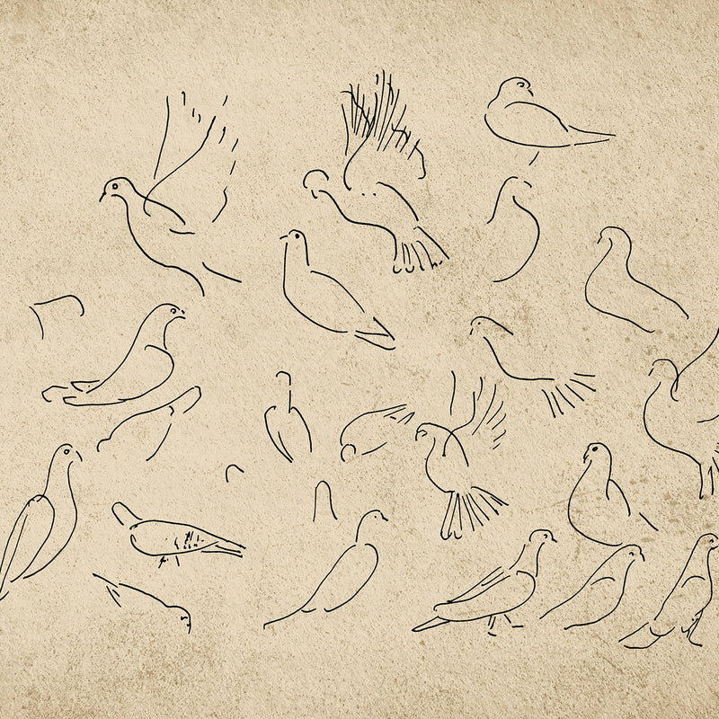 38-*AK-03- Vintage Doves Sketch - Sage and Rose Prints
