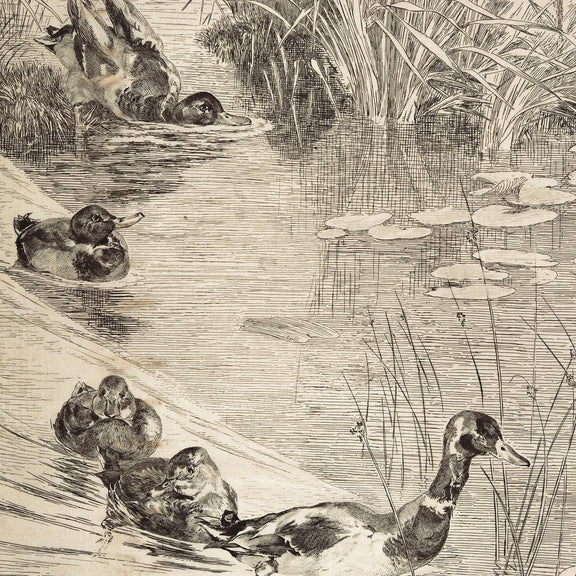 Vintage Ducks on the Pond Sketch - Sage and Rose Prints