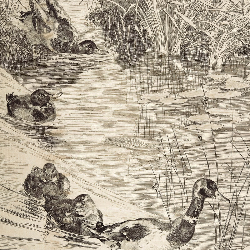 Vintage Ducks on the Pond Sketch - Sage and Rose Prints