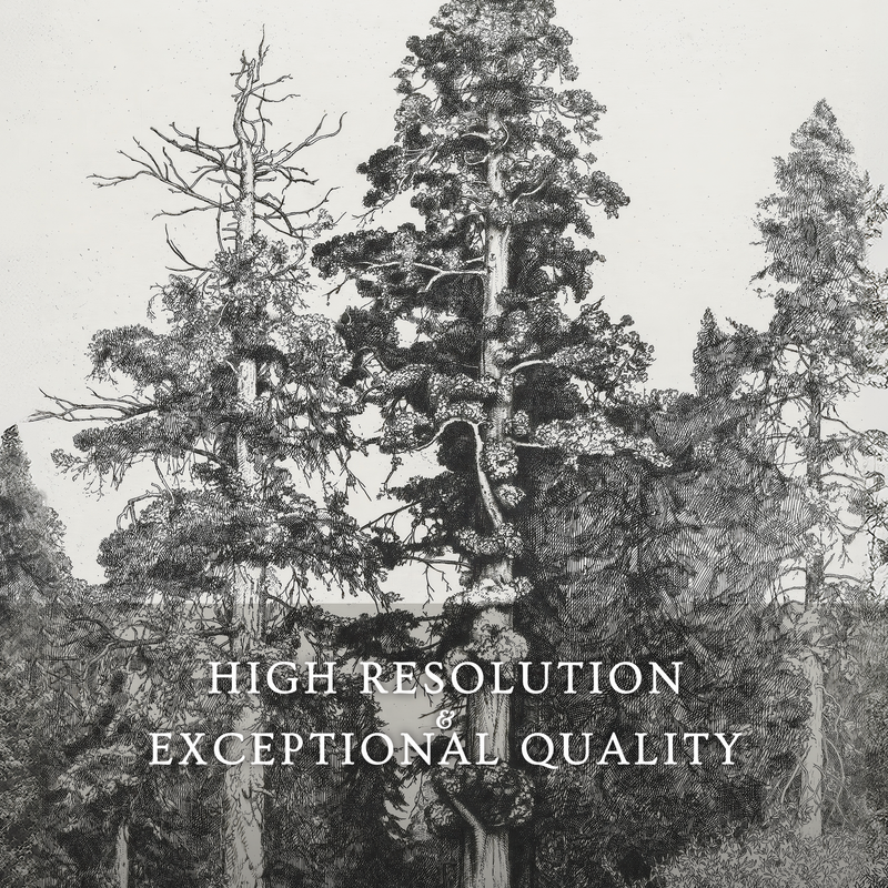 Black and White Tree Illustration Triptych - Sage and Rose Prints