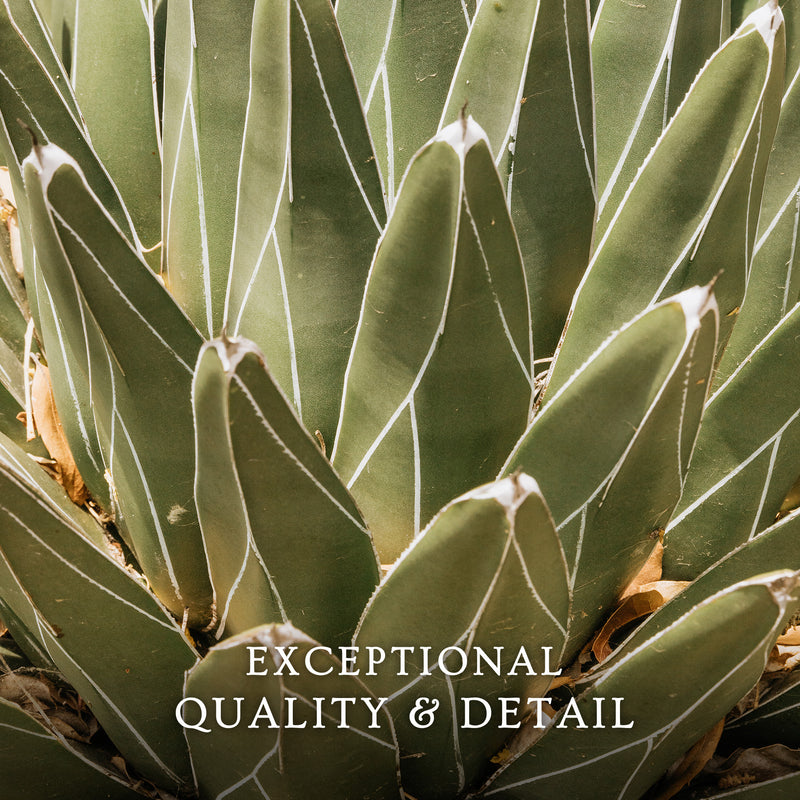 Nature's Armor Cactus Photo - Sage and Rose Prints