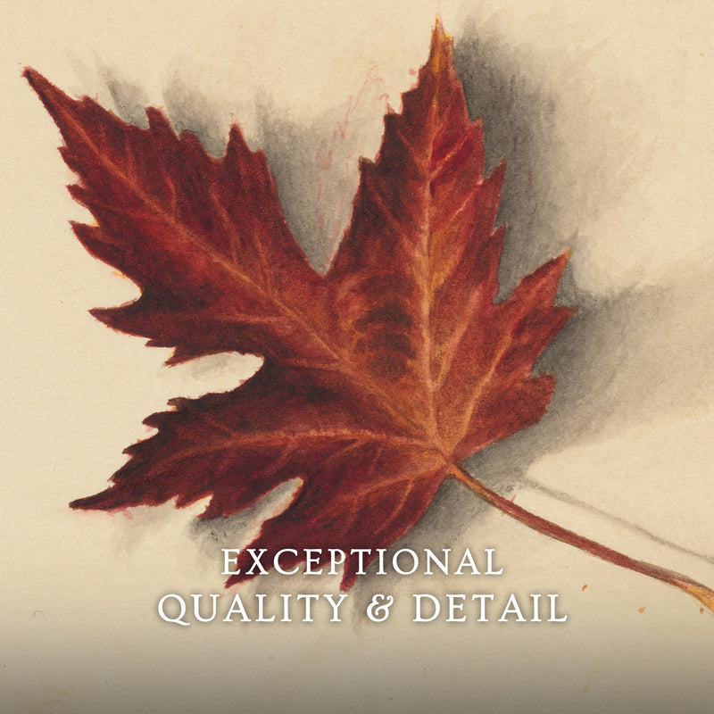 Leaf Drawing in Shades of Red No1 - Sage and Rose Prints