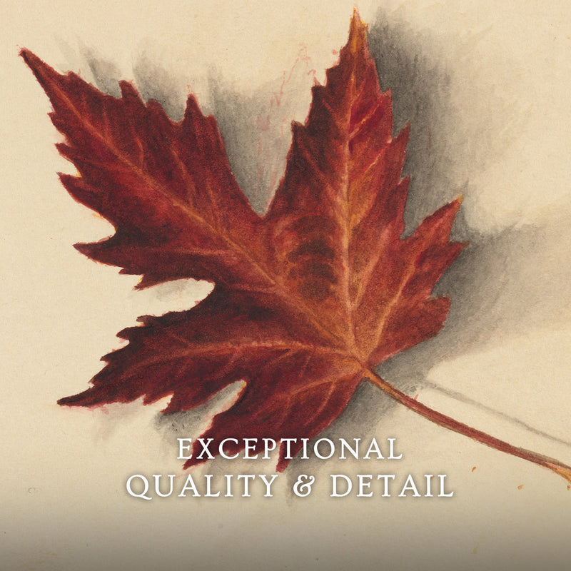 Leaf Drawing in Shades of Red No2 - Sage and Rose Prints