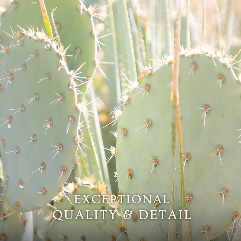 Prickly Pear Cactus Desert Photography No1 - Sage and Rose Prints