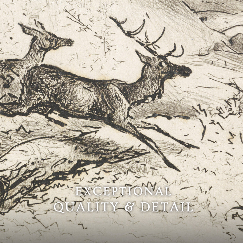 Charcoal Drawing of Deer No1 - Sage and Rose Prints