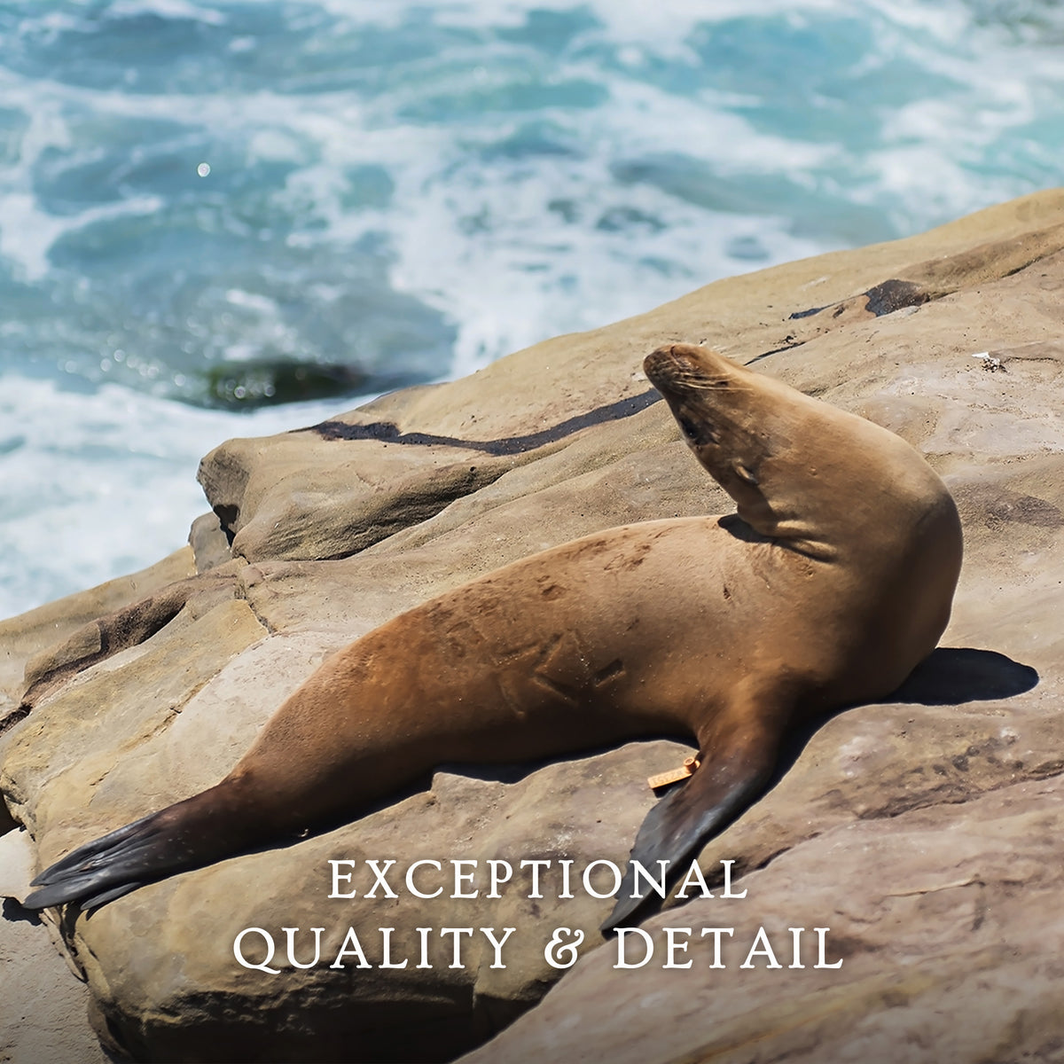 Sea Lion Sunbathing California Photography - Sage and Rose Prints