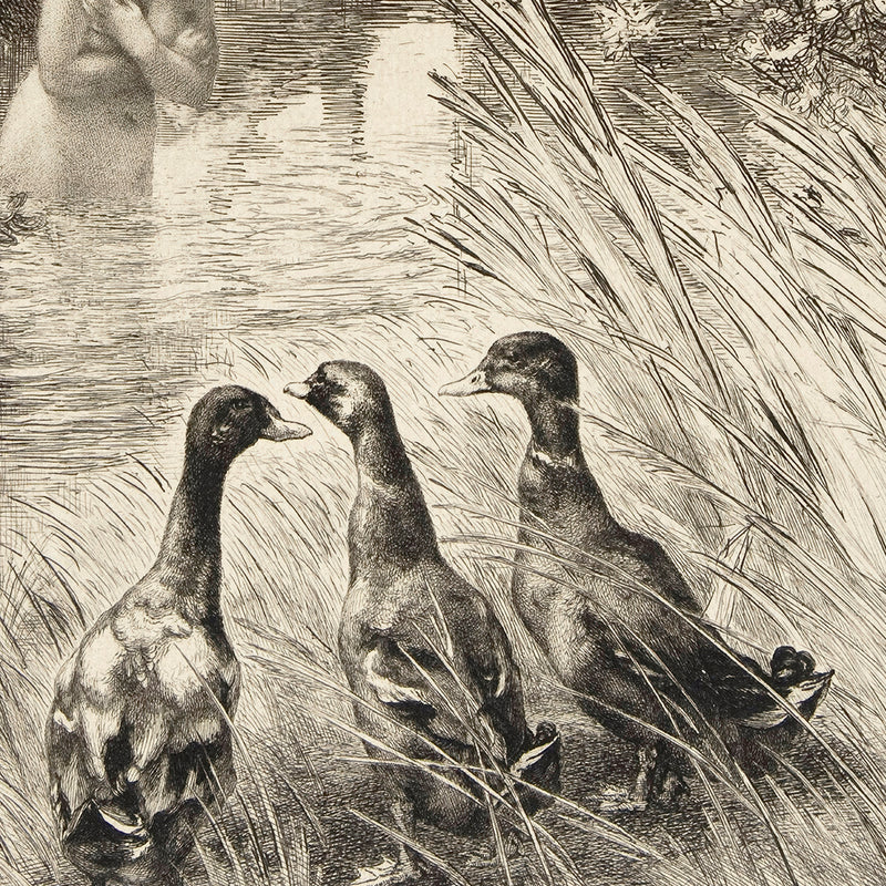 AK-23-Vintage Ducks Sketch A - Sage and Rose Prints