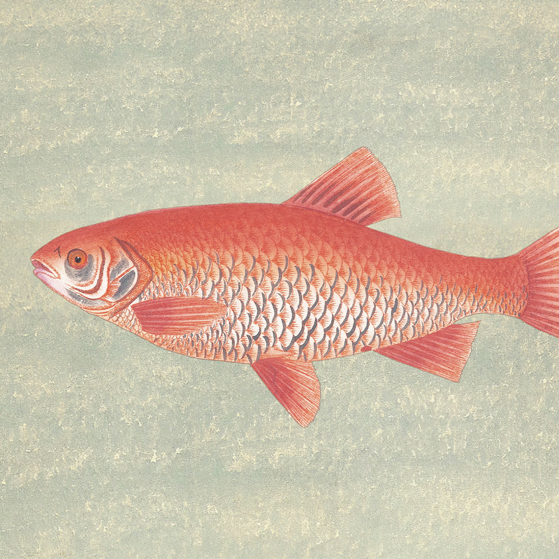 Burnt Orange and Green Vintage Fish Print - Sage and Rose Prints