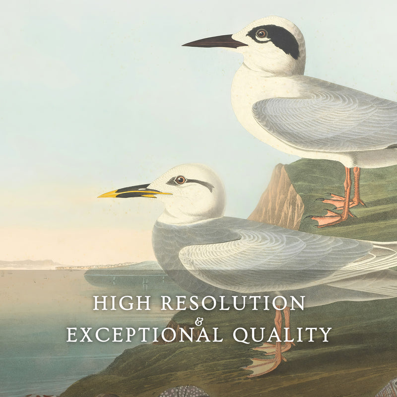 Seagull Artwork - Sage and Rose Prints