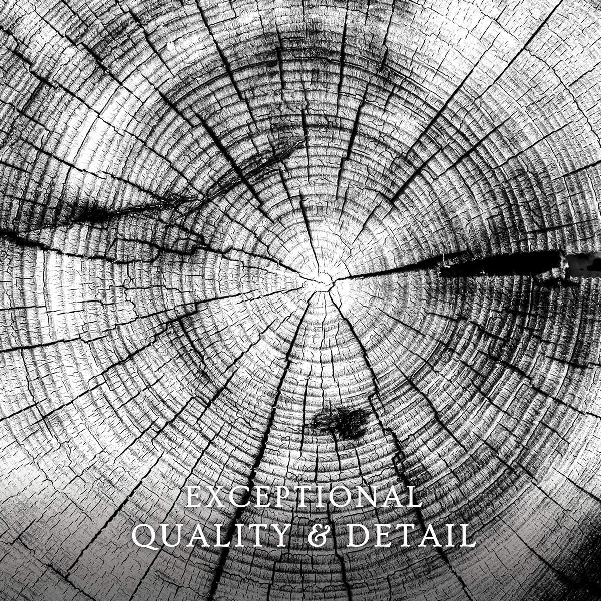 Black and White Tree Rings Photo - Sage and Rose Prints