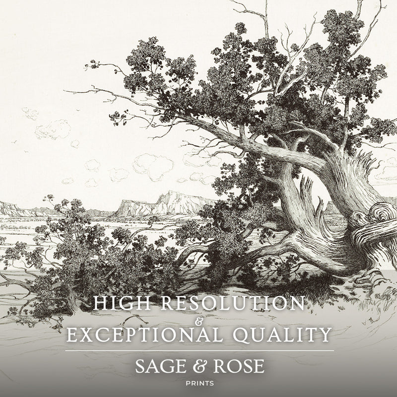 Black and White Desert Tree Triptych - Sage and Rose Prints