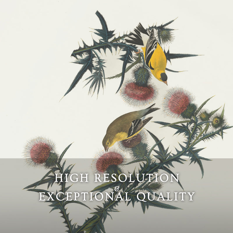 Yellow Bird Artwork 2 - Sage and Rose Prints