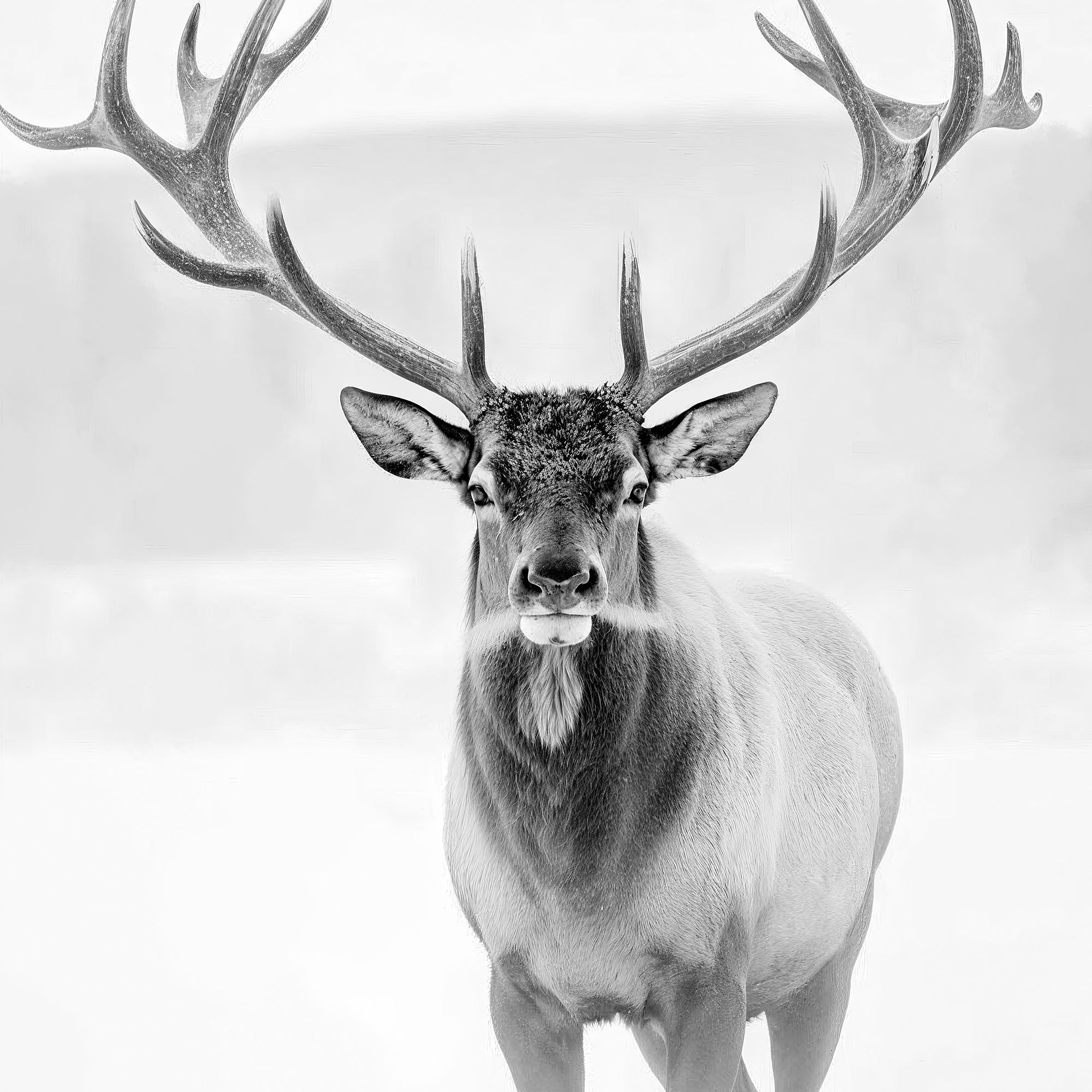Deer in Winter Black and White Photo - Sage and Rose Prints