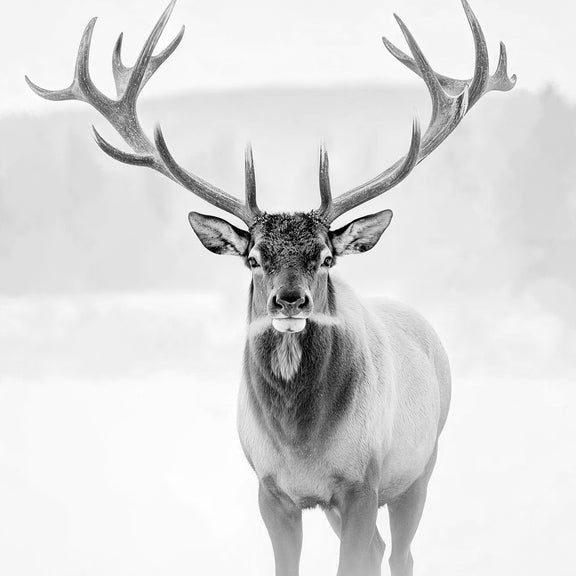 AK-31-Black and White photo of a deer in winter - Sage and Rose Prints