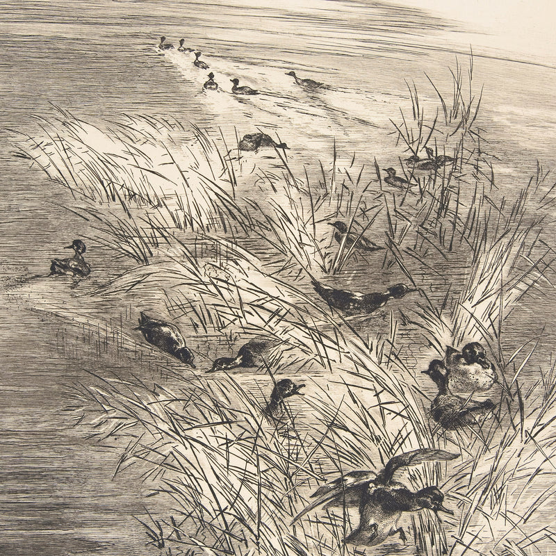 Vintage Ducks in the Grass Sketch C - Sage and Rose Prints