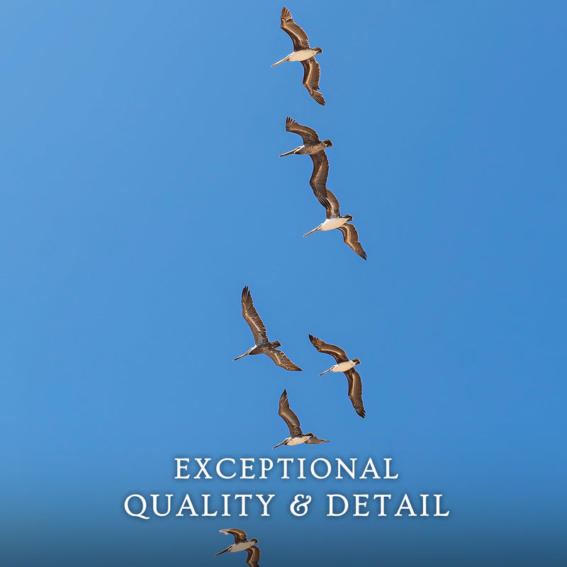 Pelicans Sea Birds Coastal Photography - Sage and Rose Prints