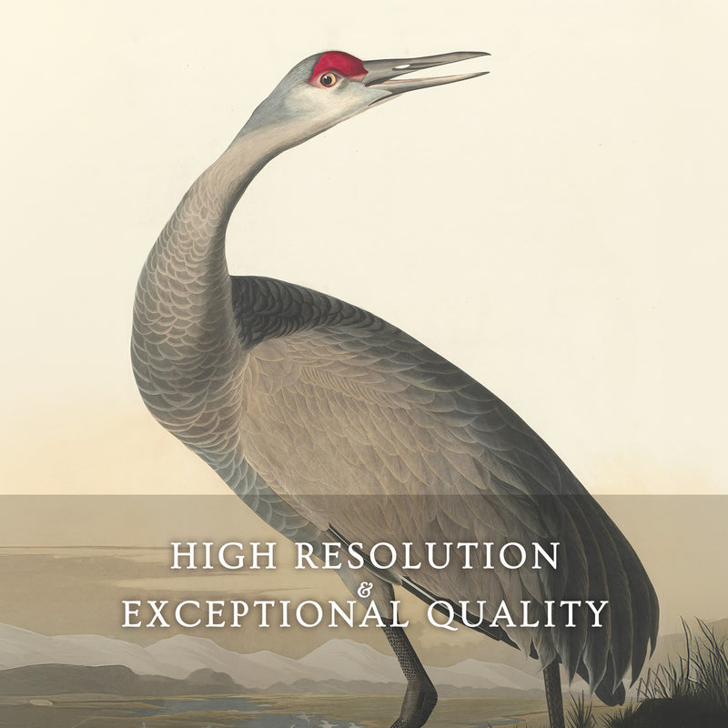 Hooping Crane Print 2 - Sage and Rose Prints