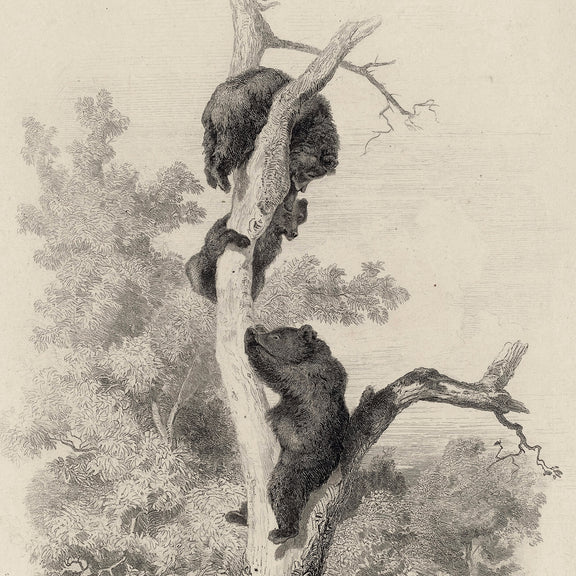 43 - Vintage Bears in a Tree Sketch - Sage and Rose Prints