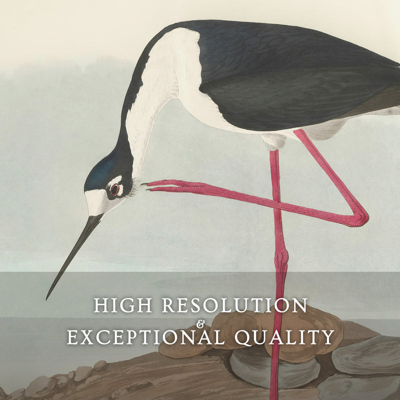Black Necked Stilt Drawing - Sage and Rose Prints