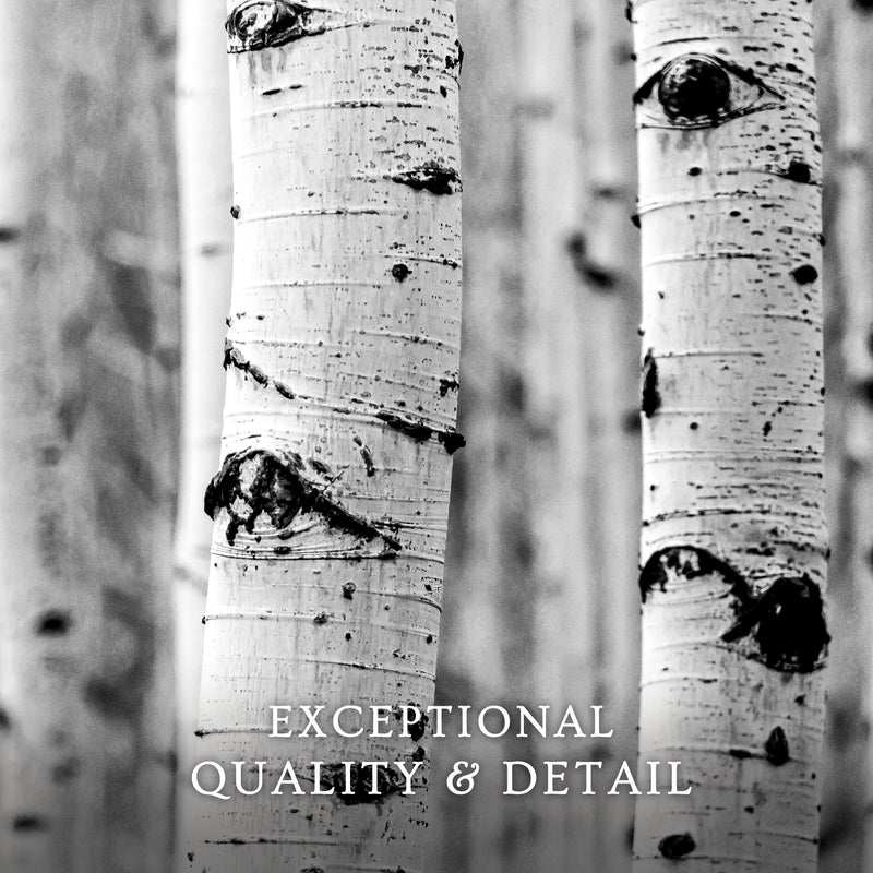 Silver Aspen in Black and White - Sage and Rose Prints