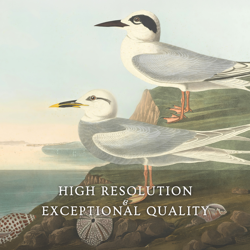 Seagull Print - Sage and Rose Prints