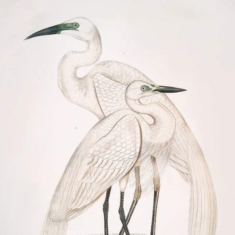 Vintage White Cranes Illustration Print - Sage and Rose Prints