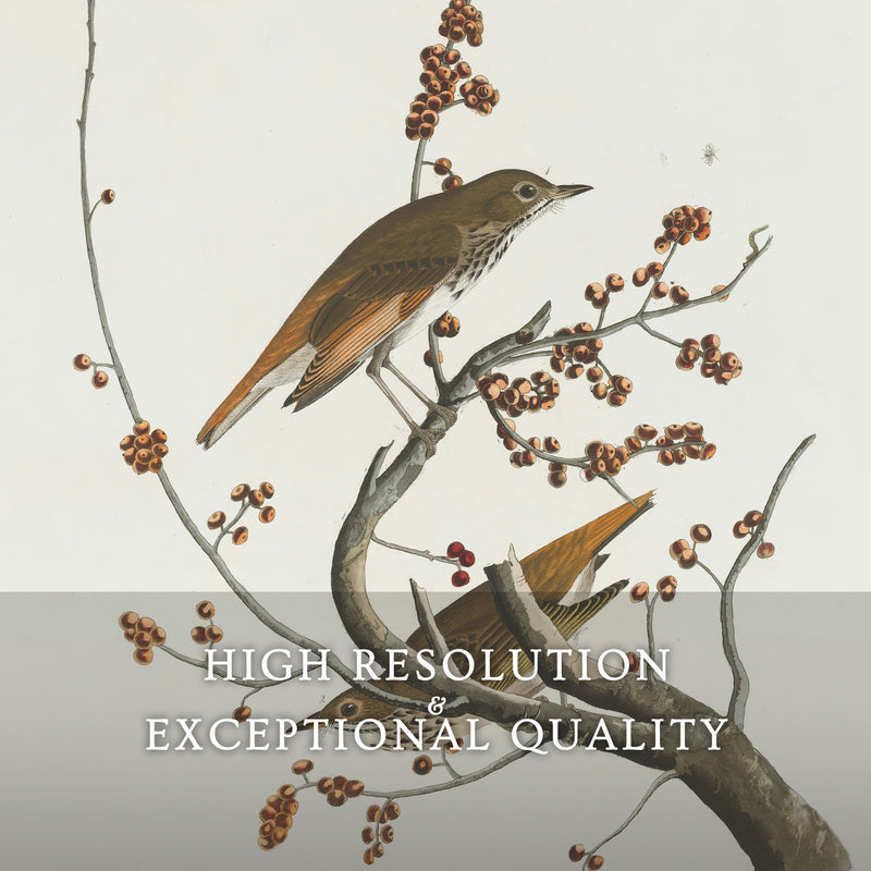 Naturalist Bird Print No2 - Sage and Rose Prints